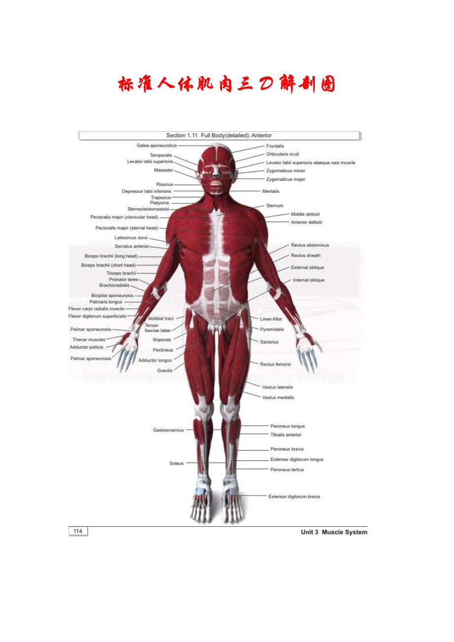 人体肌肉3D解剖资料_第1页