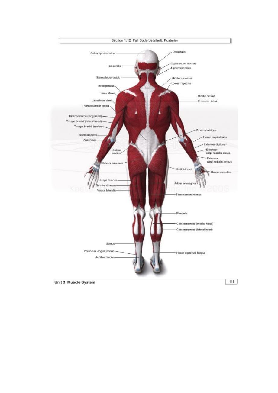 人体肌肉3D解剖资料_第2页
