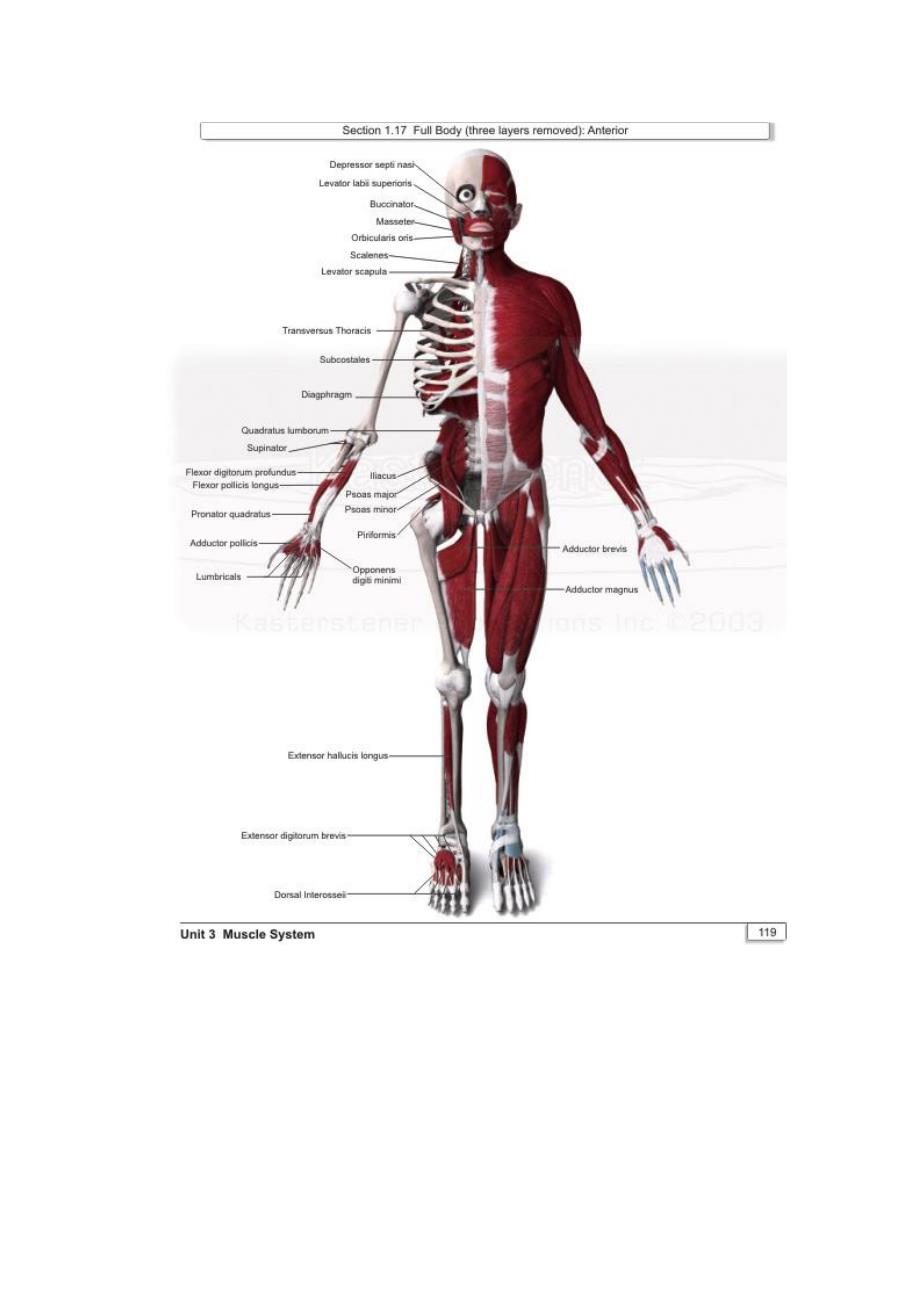 人体肌肉3D解剖资料_第3页