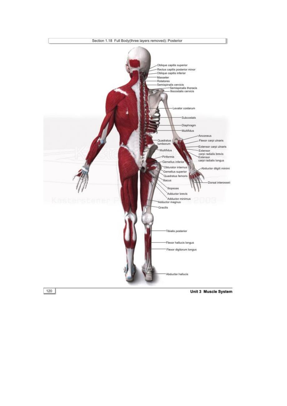 人体肌肉3D解剖资料_第4页