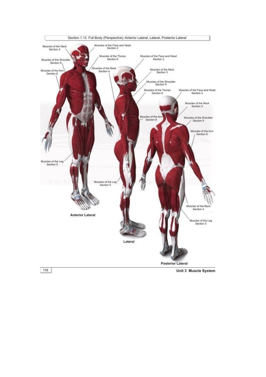 人体肌肉3D解剖资料_第5页