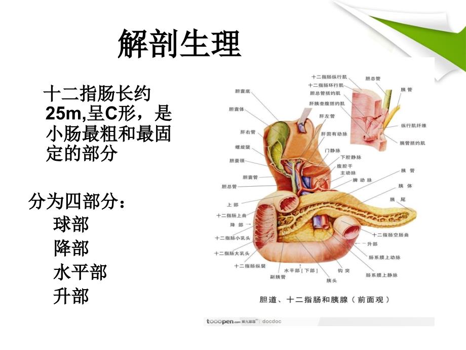 十二指肠溃疡治疗及护理PPT课件_第3页