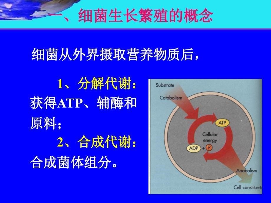 细菌的生理-医学微生物学课件_第5页