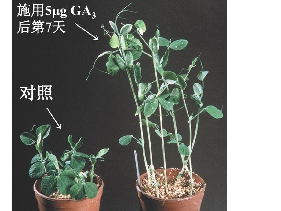 生物：3-3《其他植物激素》课件(6)(新人教版必修3)()_第5页