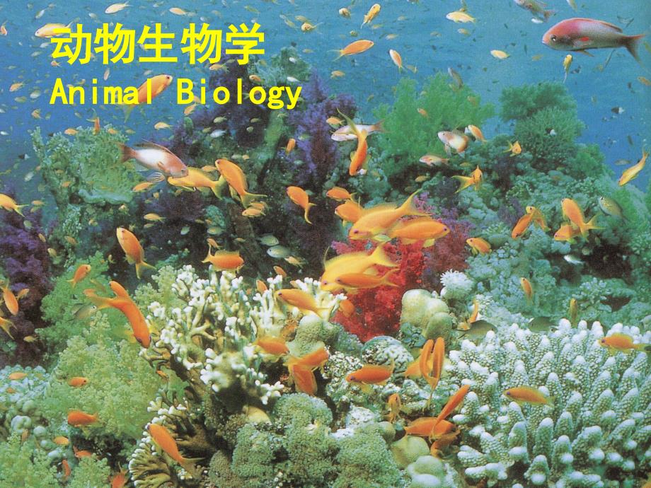 动物生物学---西北大学精品课程建设网_第1页