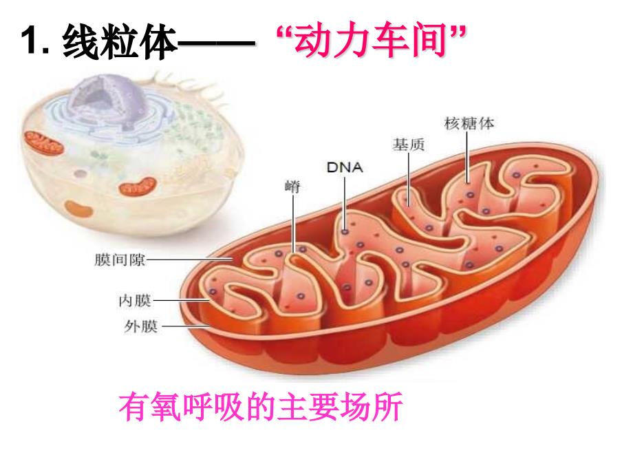 高三一轮复习第六讲细胞器与生物膜系统_第3页