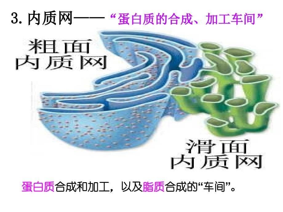 高三一轮复习第六讲细胞器与生物膜系统_第5页