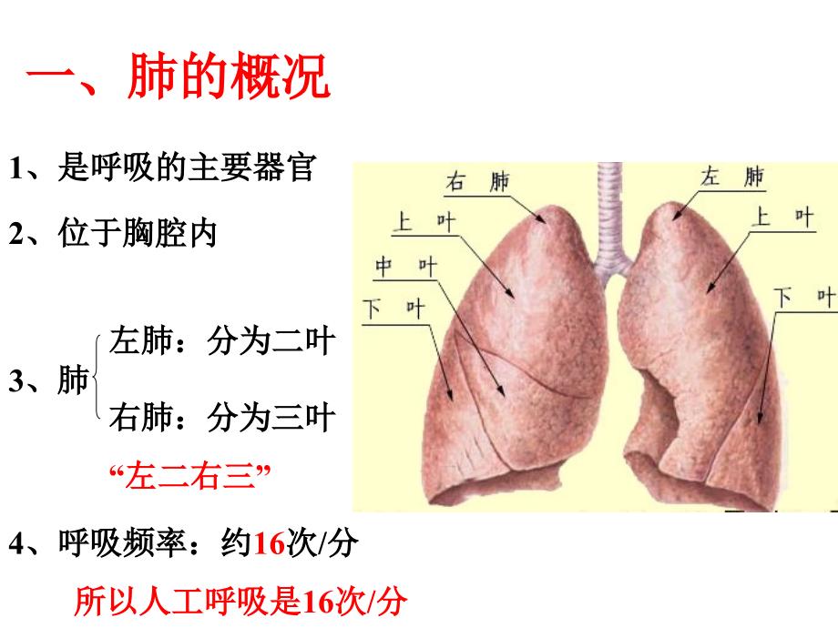 发生在肺里的气体交换动画资料_第4页