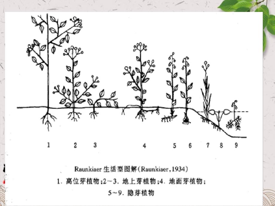 生物群落结构_第3页