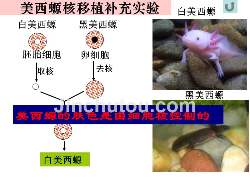 人教版教学课件山东省冠县一中高一生物细胞核--系统的控制中心课件资料_第5页