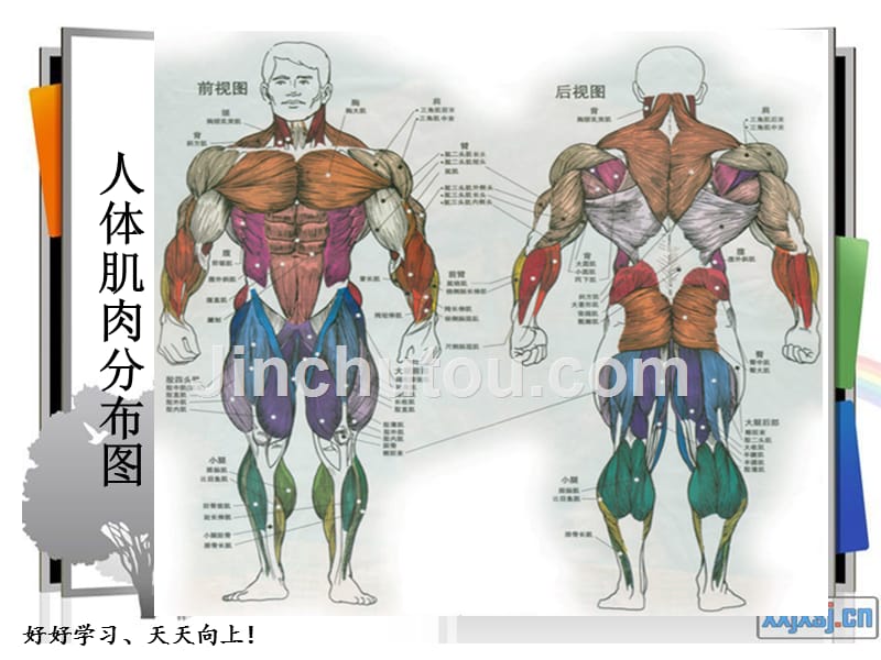 人体的运动--骨骼运动肌肉资料_第4页