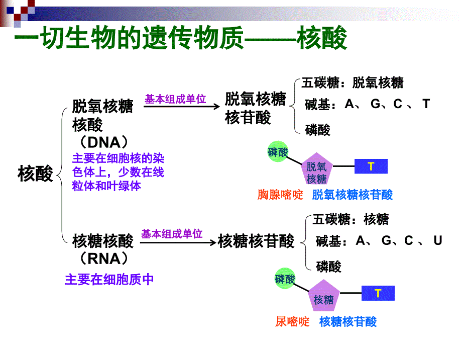 遗传信息的携带者核酸PPT课件_第2页