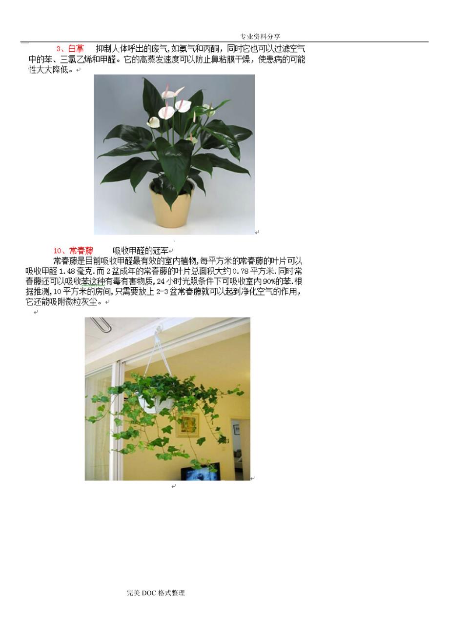 79种办公室家庭室内常见绿化植物大全2016年版_第3页