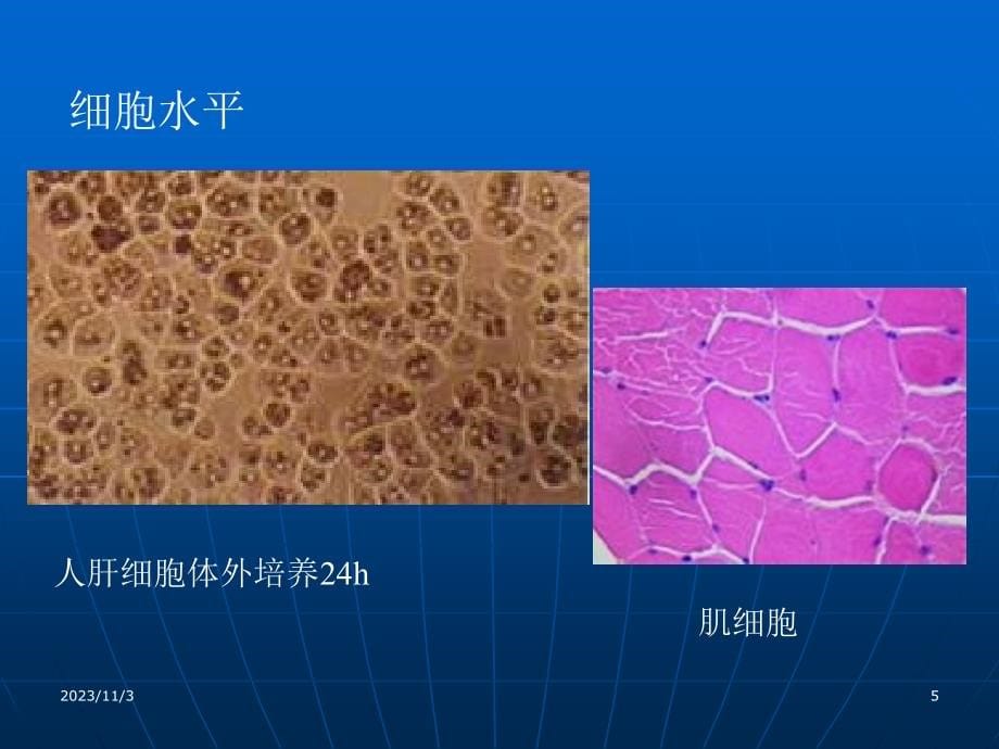 生理药理学PP课件_第5页