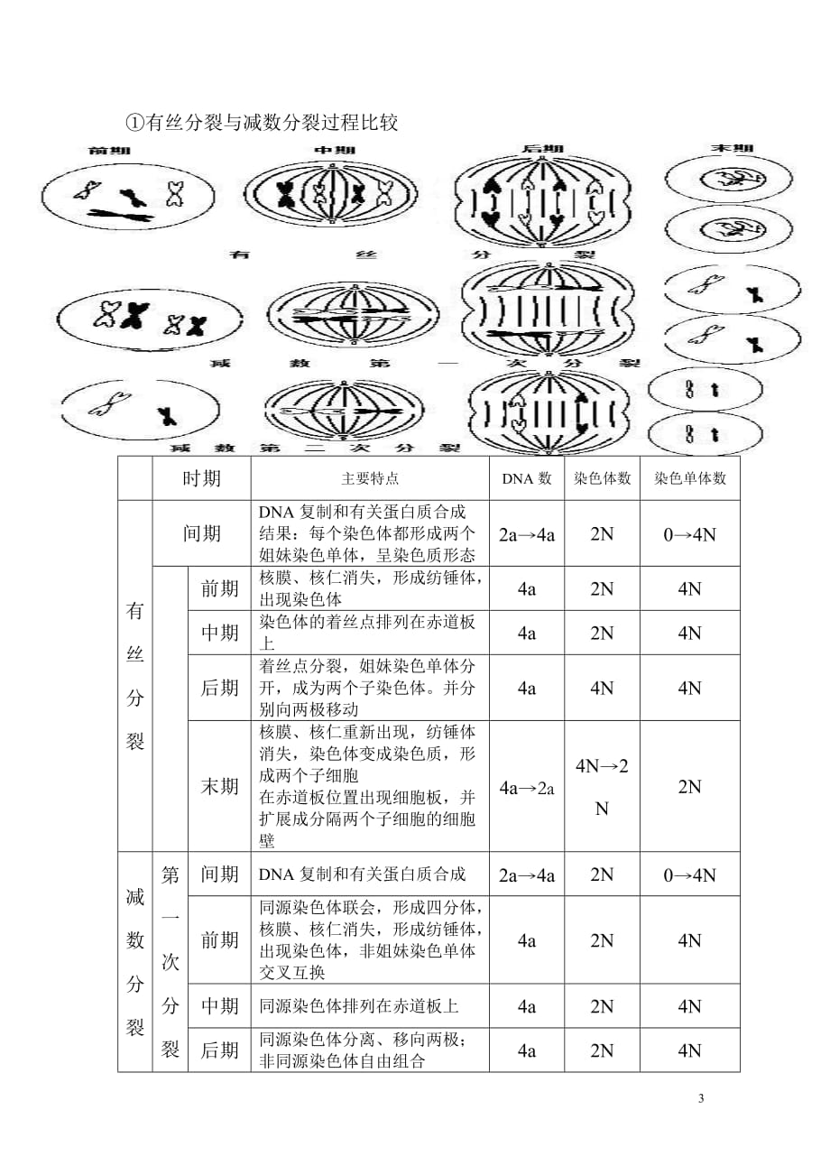 有丝分裂与减数分裂知识点整理高考专题总结完美版_第3页