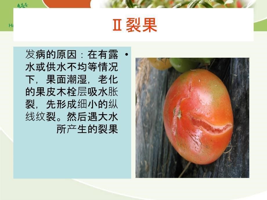 常见番茄生理病害讲座资料_第5页