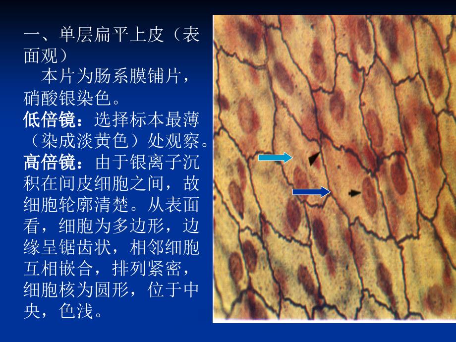 实验1-上皮组织资料_第2页