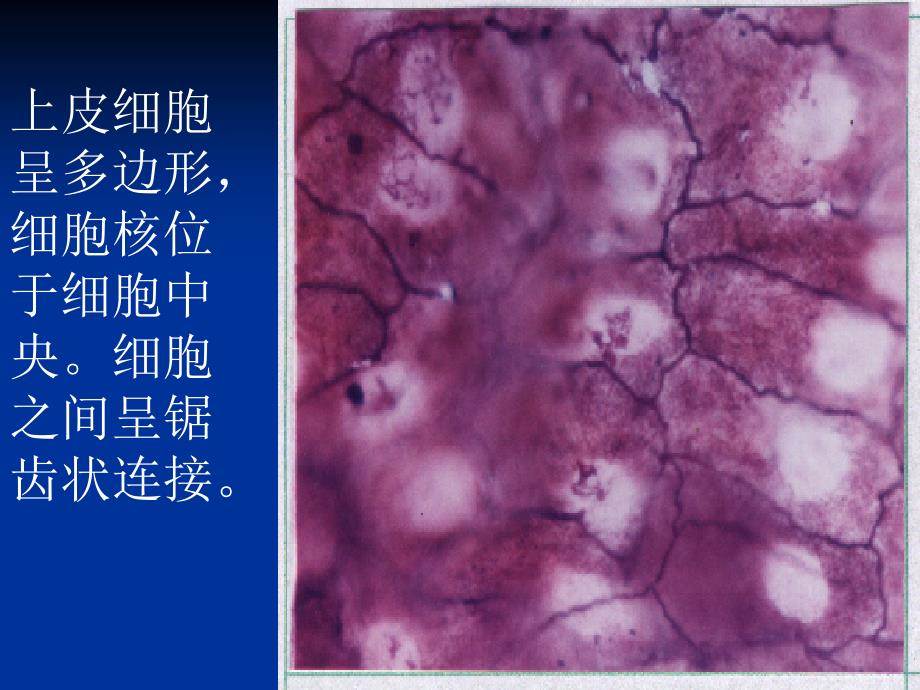 实验1-上皮组织资料_第3页