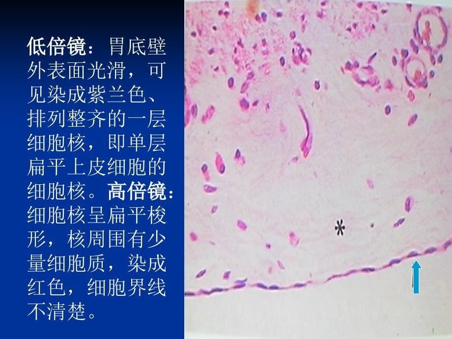 实验1-上皮组织资料_第5页