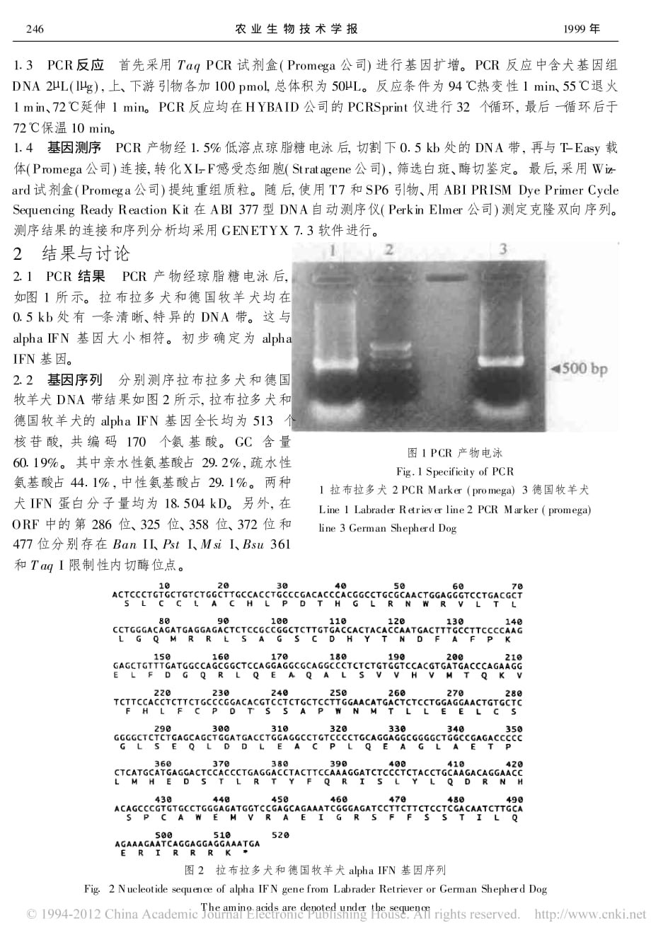 拉布拉多犬和德国牧羊犬干扰素alpha基因克隆及测序_夏春_第2页