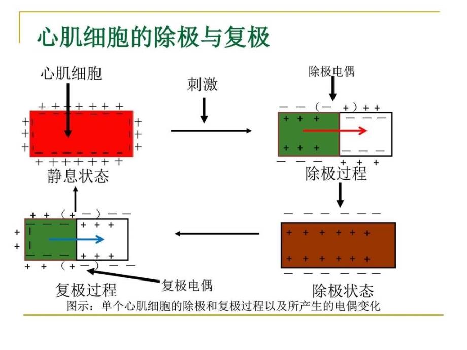 心电图课技能培训PPT课件_第3页