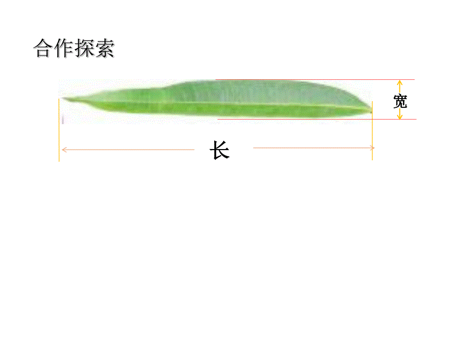 苏教版 数学六上 优质课件 25树叶中的比.pdf_第4页