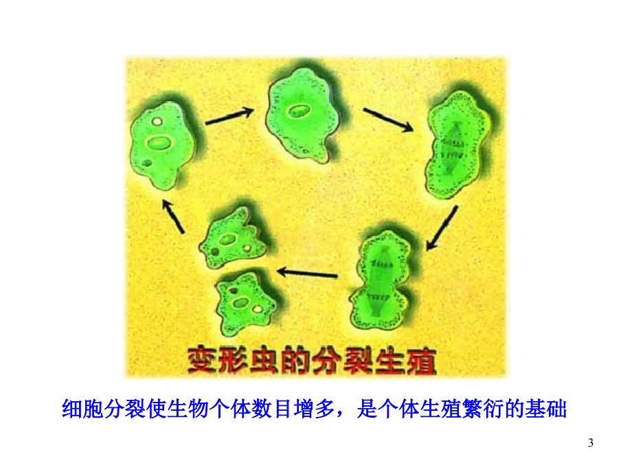 高中生物多媒体同步教学课件：第四章-第一节-细胞的增殖(浙科版必修·浙江专用)_第3页