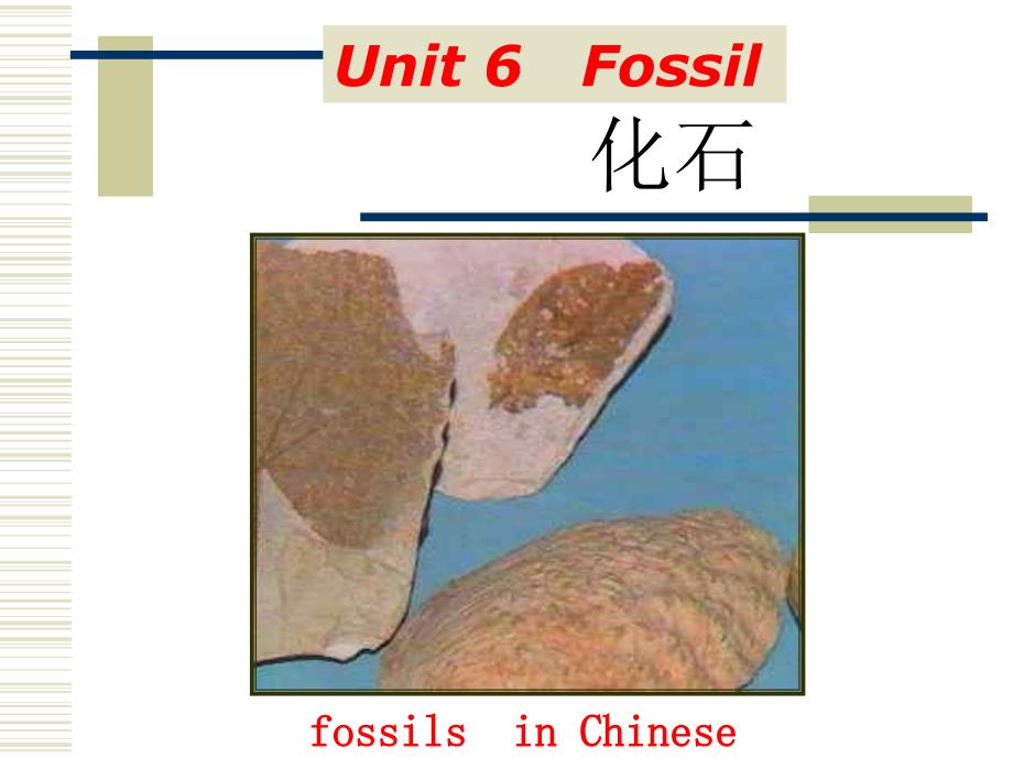 小学科学课件化石资料_第2页