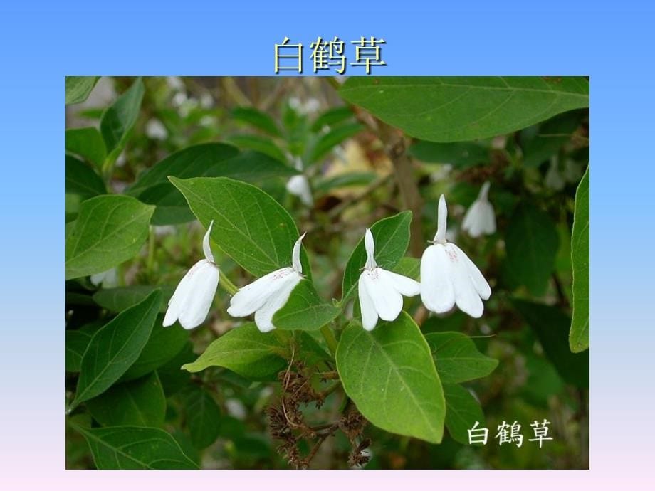 常见园林植物识别(精品)_第5页