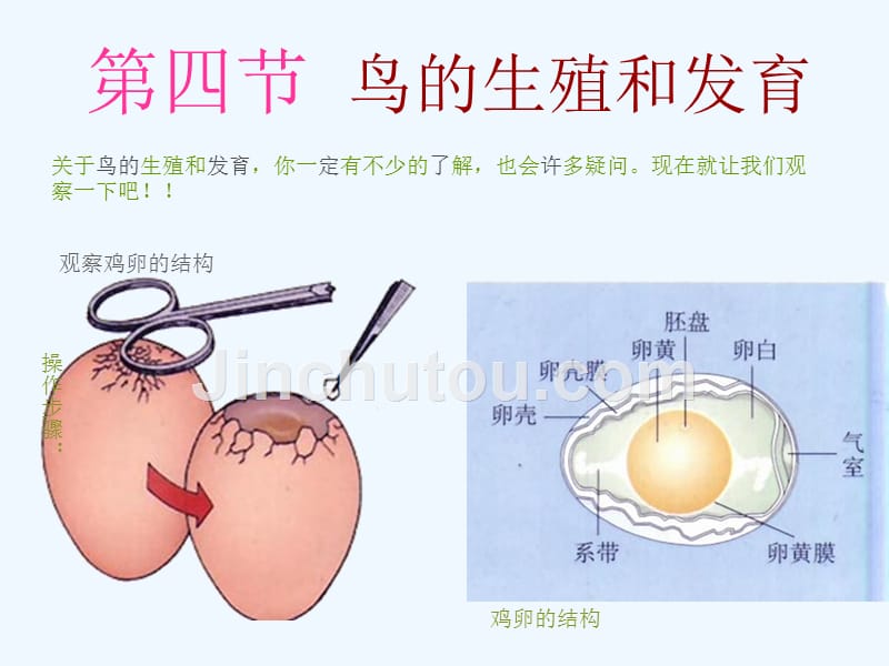 生物人教版初二下册鸟的生育和发育_第1页