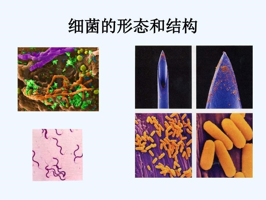 生物人教版初二上册细菌的_第5页