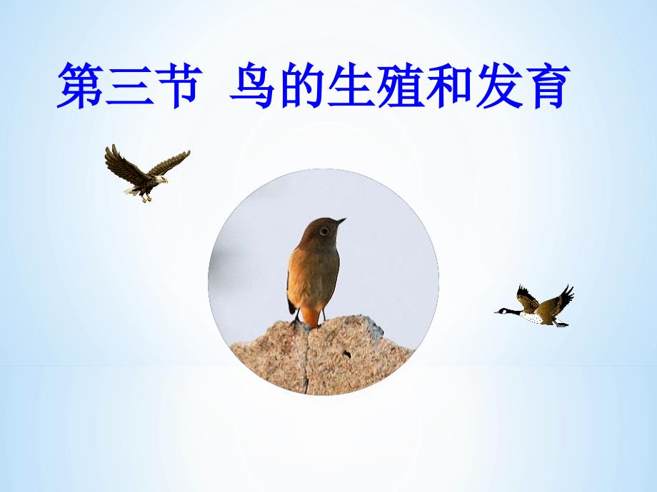 生物人教版初二下册《鸟的生殖和发育》课件（叶国忠）_第1页