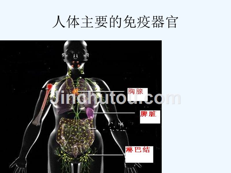 生物人教版初二下册第三道防线相关图片_第2页