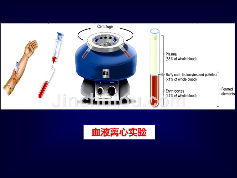 组织学与胚胎学课件血液资料_第3页