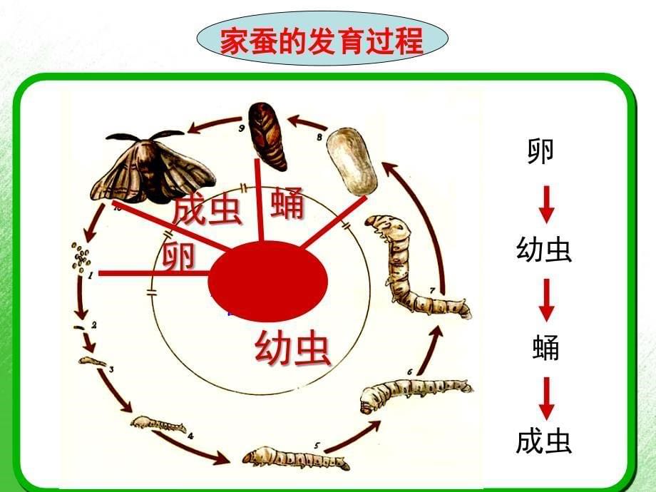 生物人教版初二下册昆虫的繁殖和发育_第5页