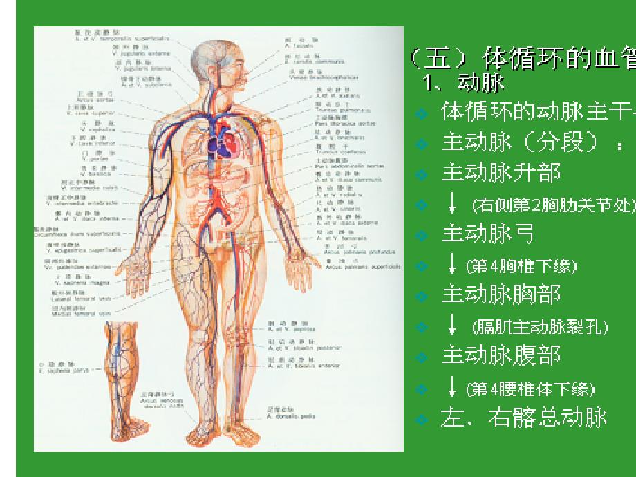 第八章意外伤害急救_第4页