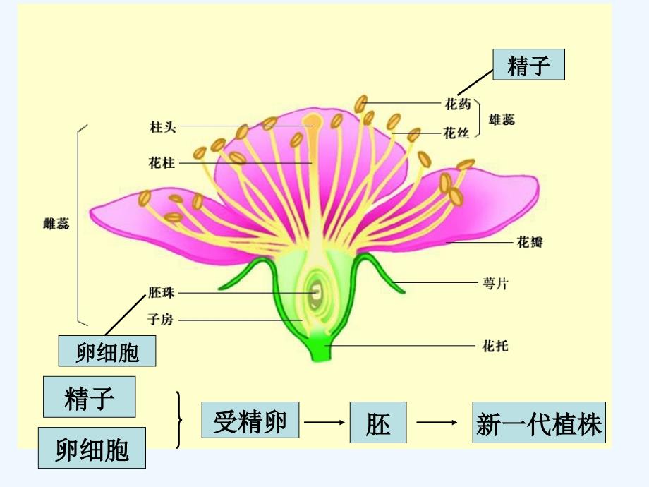 生物人教版初二下册植物的生殖.1.1植物的生殖_第4页