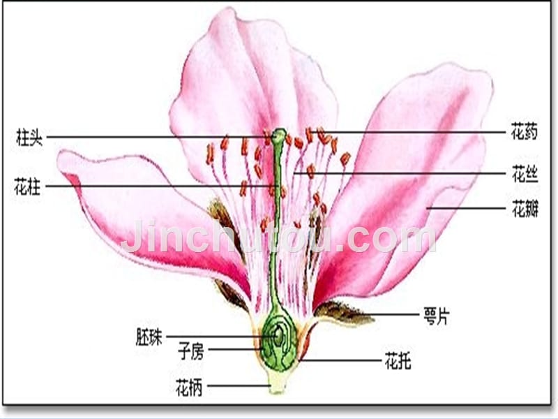 专题月季的花药培养讲_第4页