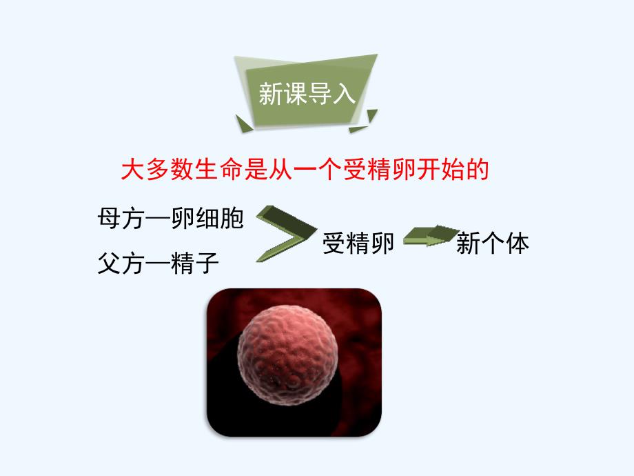 生物人教版初二下册《基因在亲子代间的传递》课件_第3页