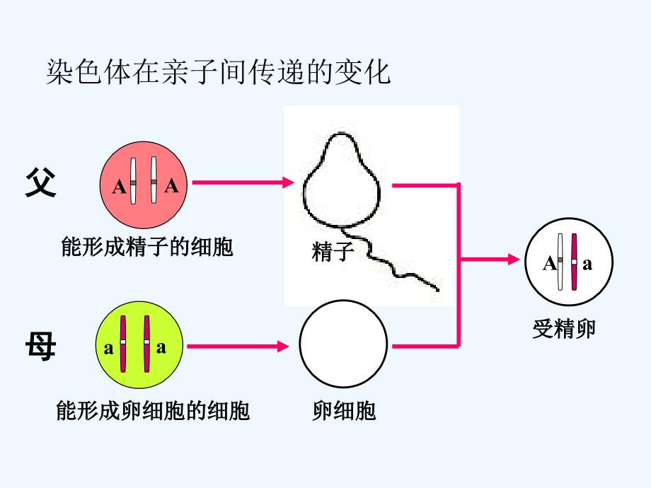 生物人教版初二下册回顾旧知_第3页