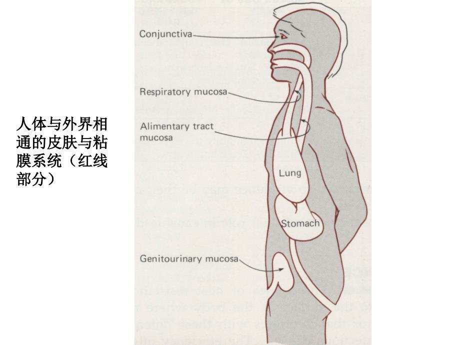 正常菌群的分布人体各部位的正常菌群见表_第3页