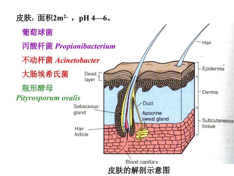 正常菌群的分布人体各部位的正常菌群见表_第4页