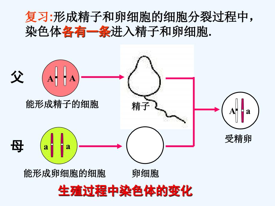 生物人教版初二下册生物的显性和隐性_第2页