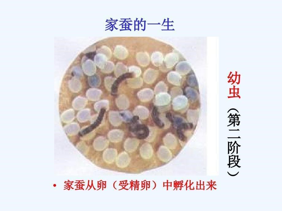 生物人教版初二下册家蚕的生殖与发育_第5页