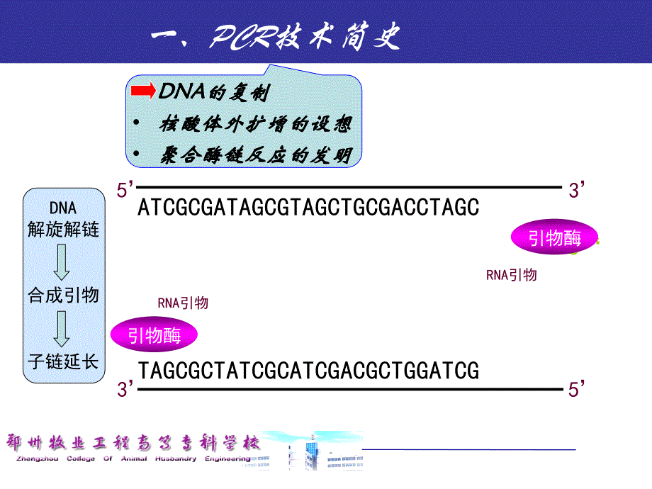 项目四-pcr扩增目的基因---大肠杆菌丝氨酸羟甲基转移酶基因(glya)_第4页