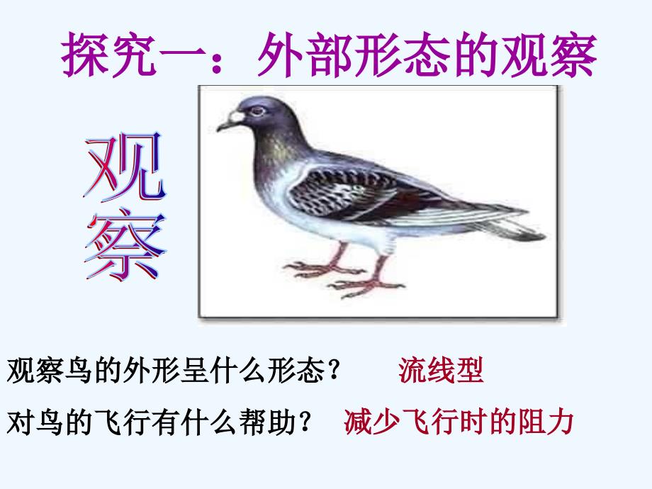 生物人教版初二上册探究鸟适于飞行的特点_第3页
