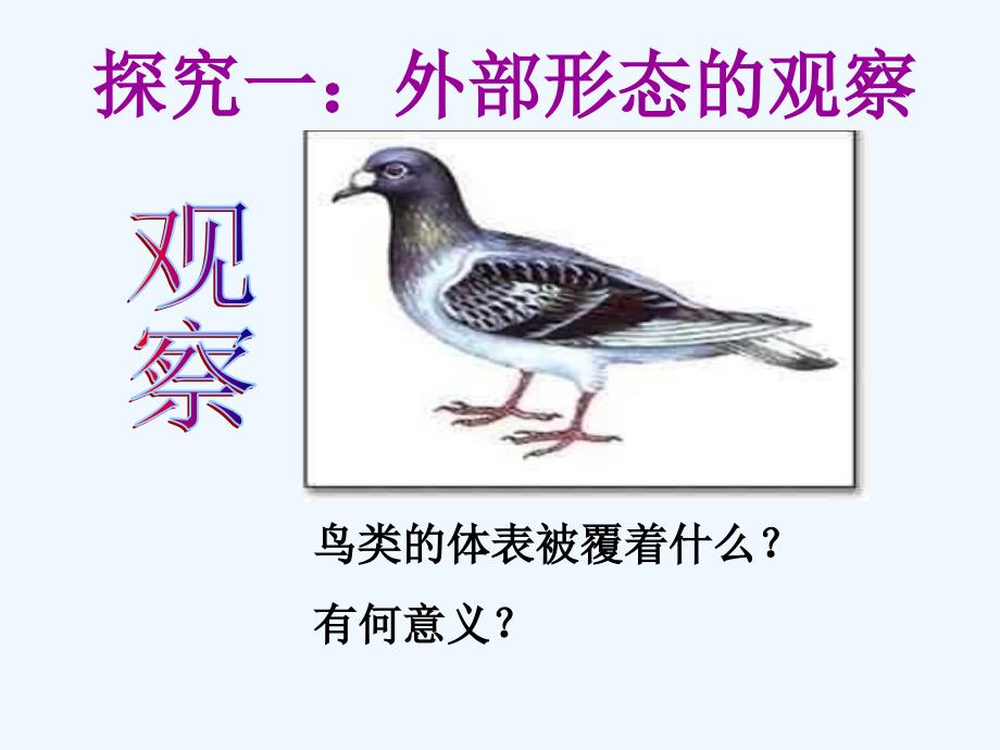 生物人教版初二上册探究鸟适于飞行的特点_第4页
