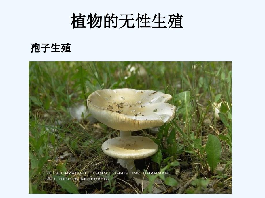 生物人教版初二下册植物的无性生殖_第1页