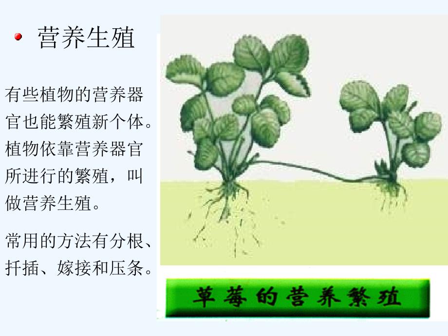 生物人教版初二下册植物的无性生殖_第3页