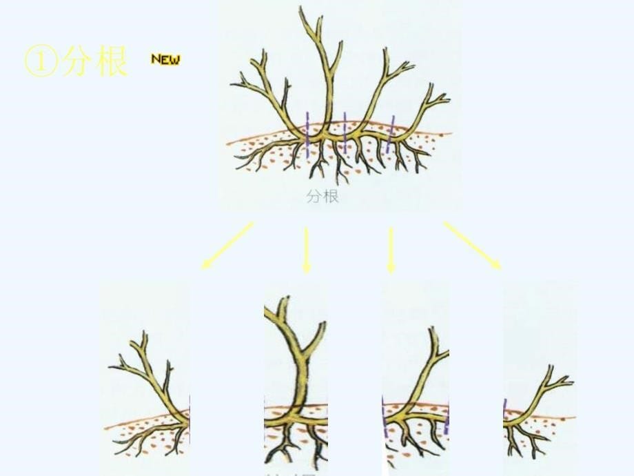 生物人教版初二下册植物的无性生殖_第5页